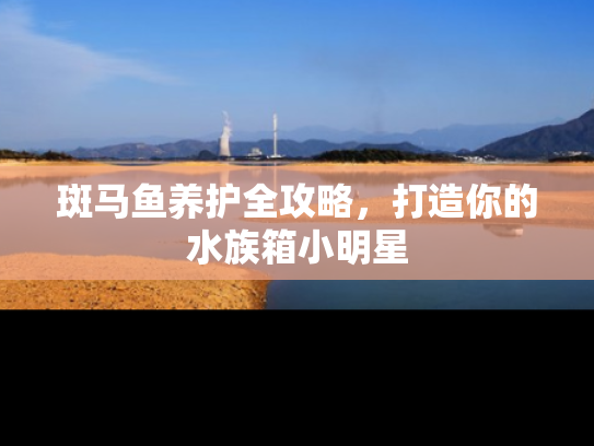 斑马鱼养护全攻略，打造你的水族箱小明星