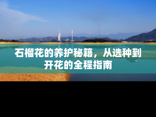 石榴花的养护秘籍，从选种到开花的全程指南
