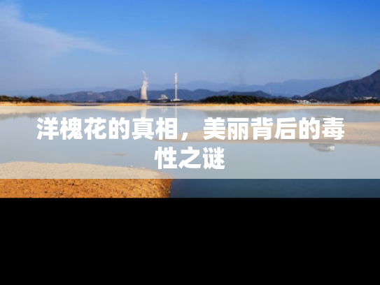 洋槐花的真相，美丽背后的毒性之谜